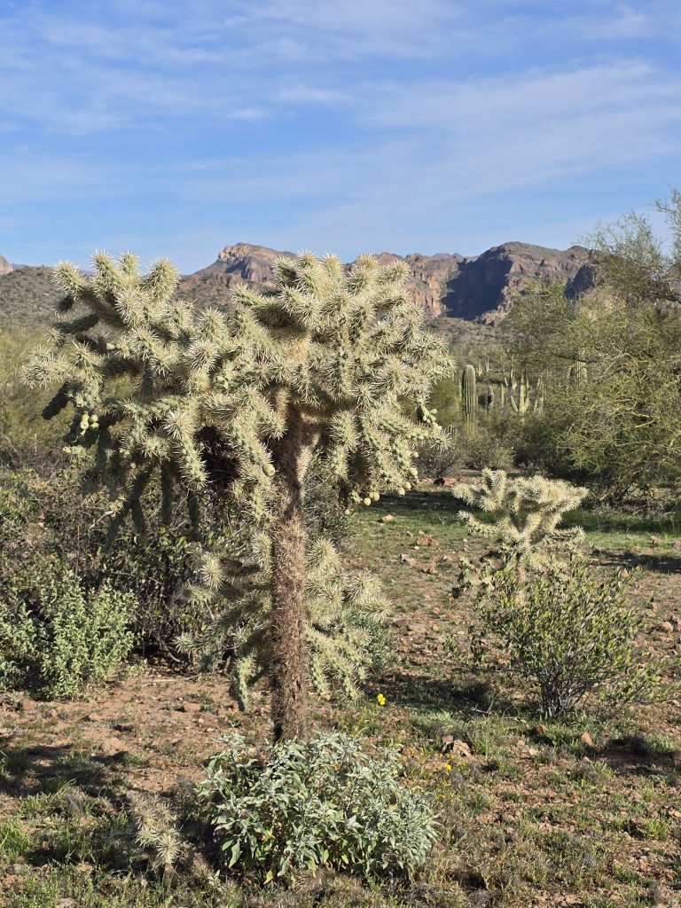 Jumping cholla cactus along the hike to Wave Cave