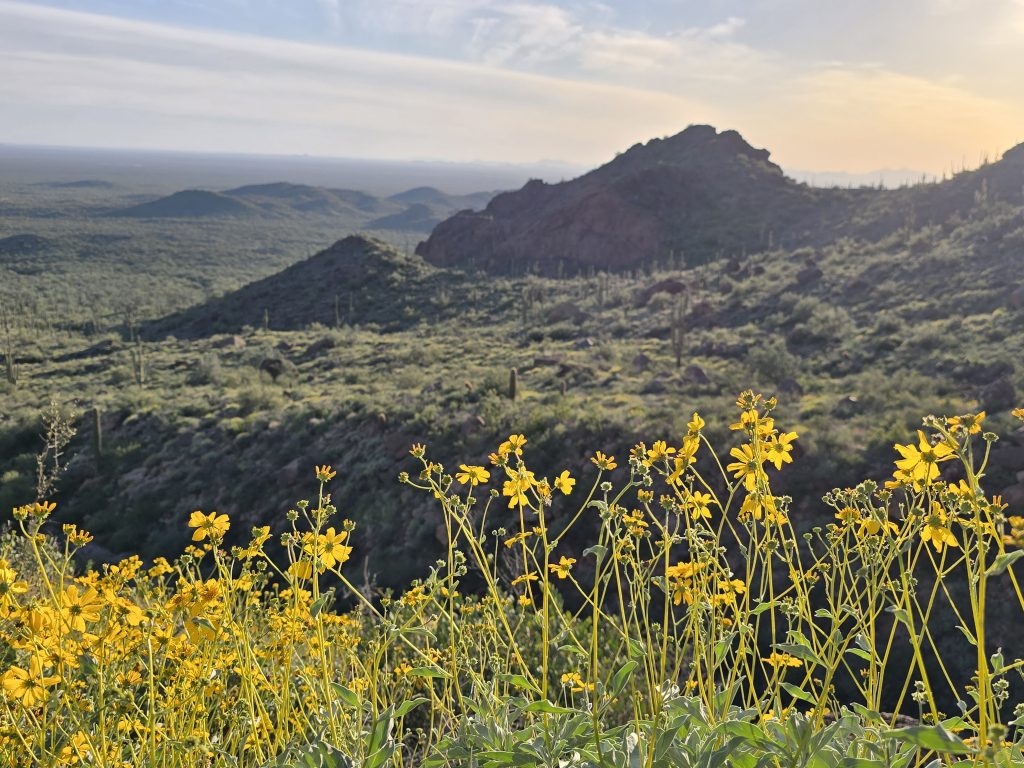 Wildflowers along the hike to Wave Cave in Arizona