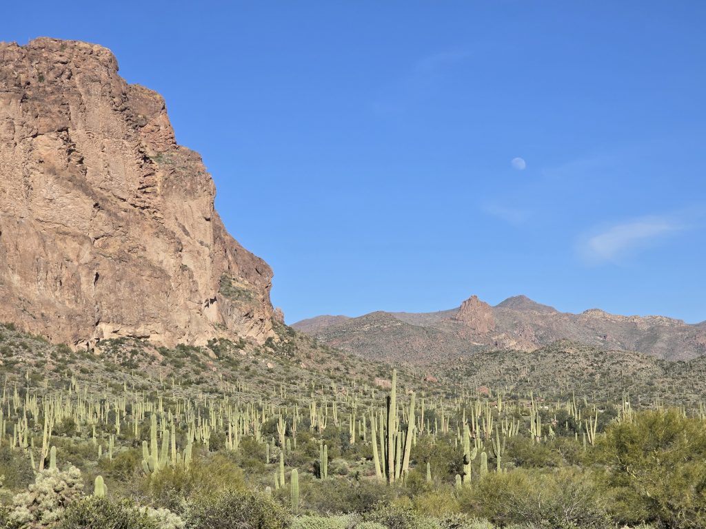 The moon over saguaro cacti on the hike to Wave Cave
