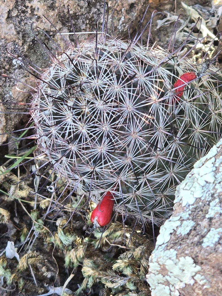 A fruiting Arizona fishhook pincushion