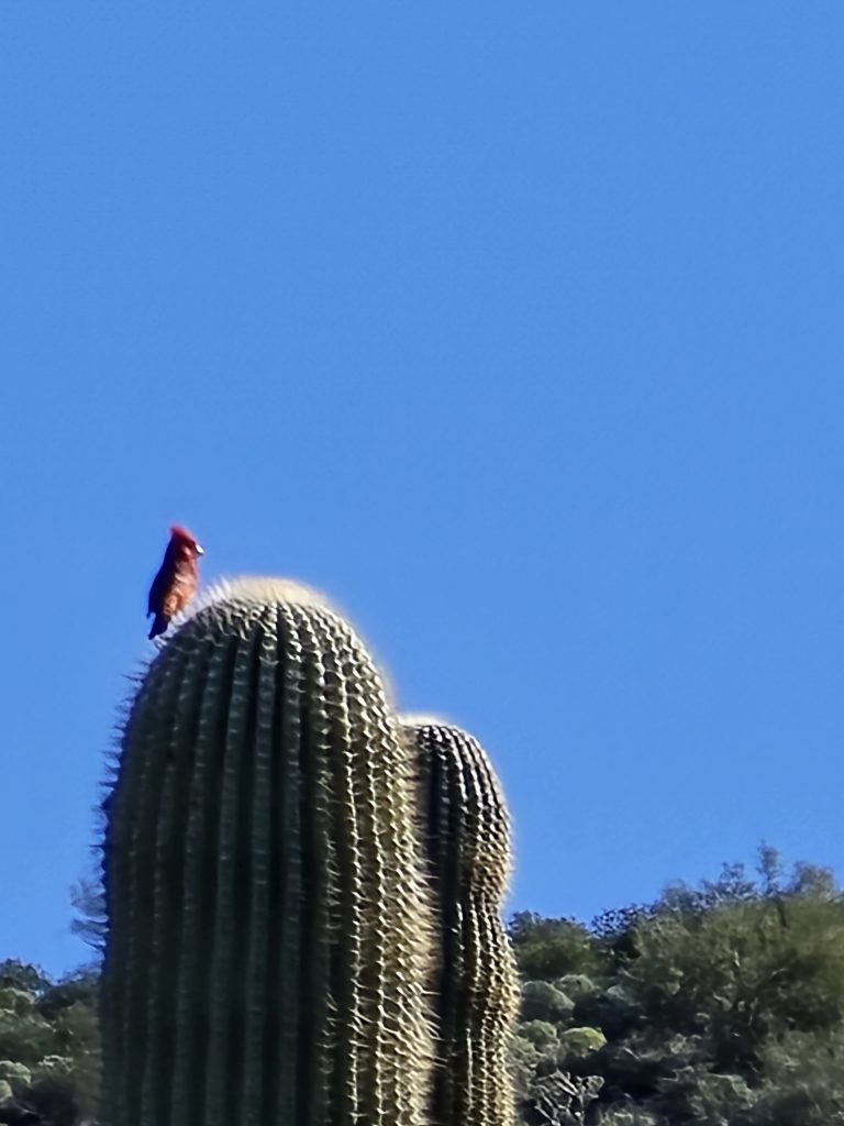Male cardinal perched on top of a saguaro cactus on Boulder Canyon hike 
