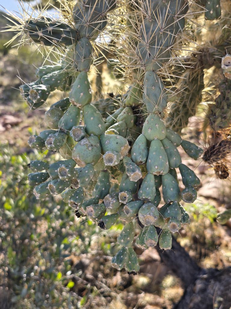 The hanging chains of jumping cholla along Boulder Canyon hike