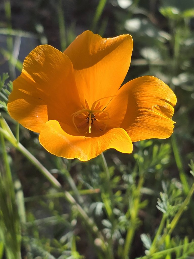 California poppy along the Boulder Canyon hike