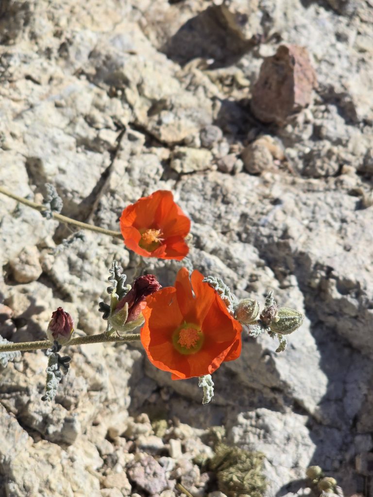 Globe mallow flowers on the Boulder Canyon hike