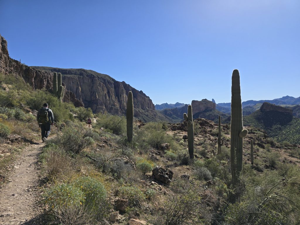 Hiking alongside saguaro cacti on the Boulder Canyon Trail