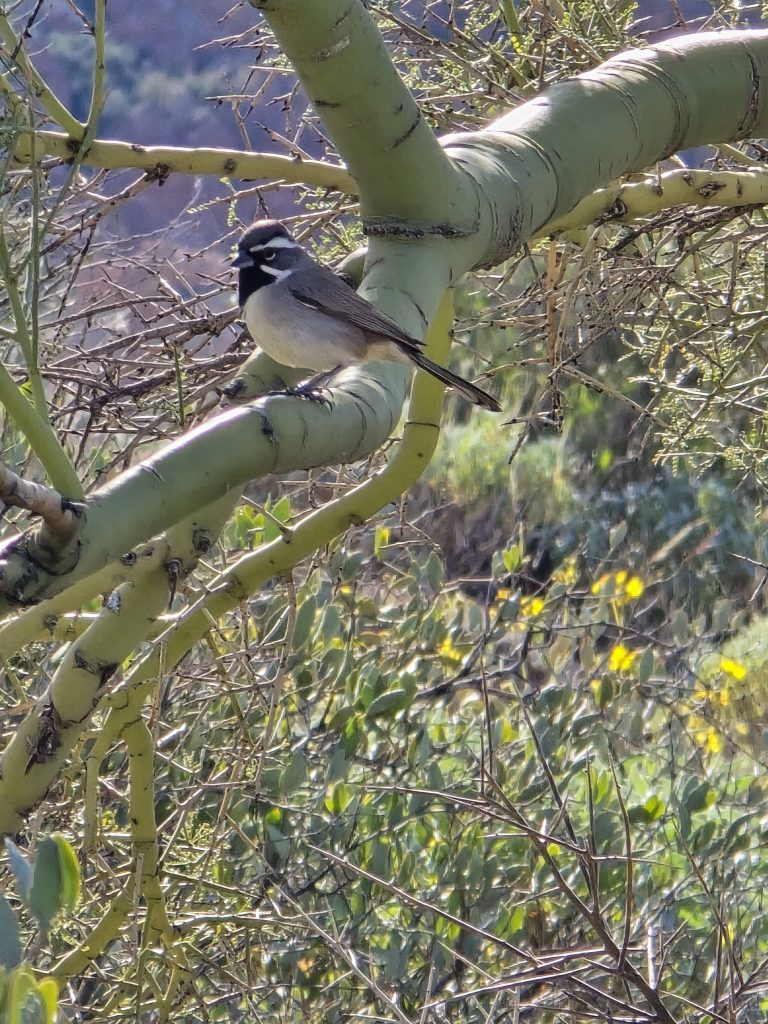 Black-throated sparrow perched in palo verde on Boulder Canyon hike