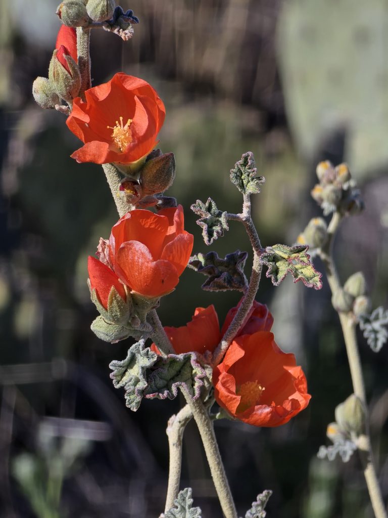 Globe mallow on Tortilla Ranch Trail off Apache Trail in Arizona