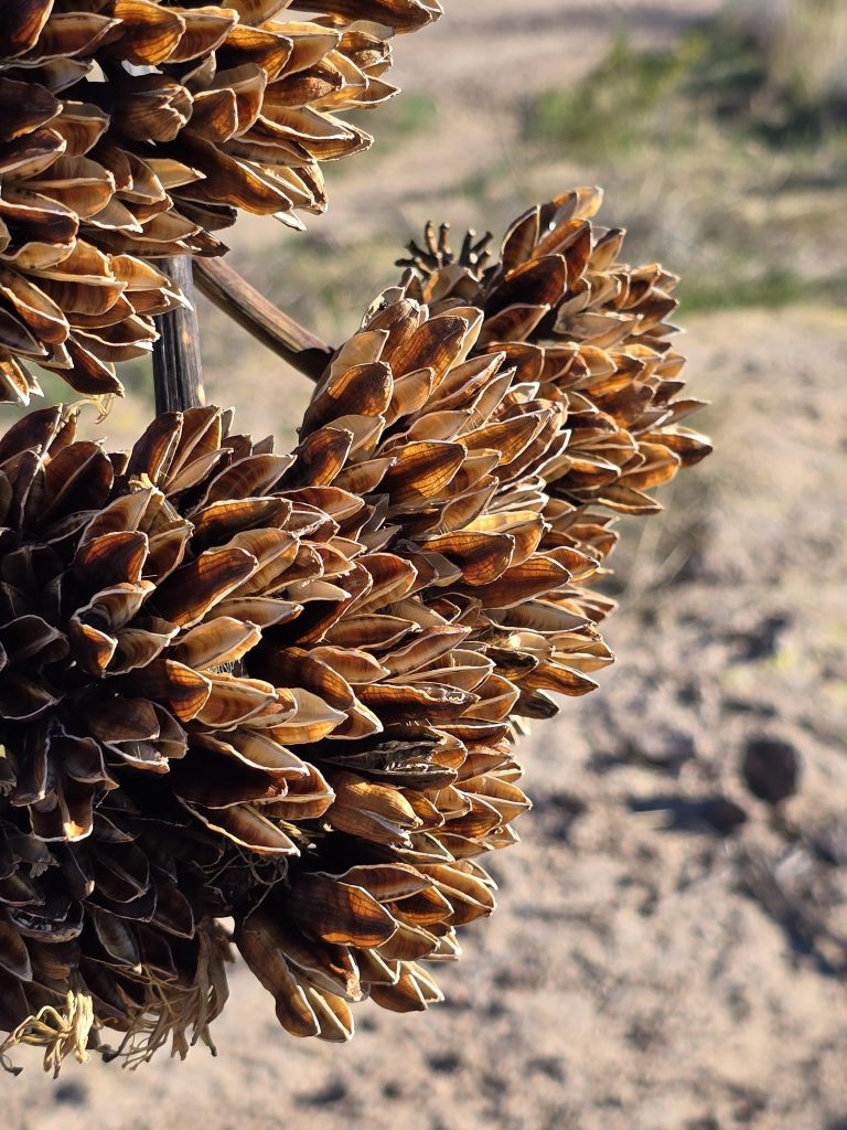 Dried flower stalk of agave on Tortilla Ranch Trail off Apache Trail