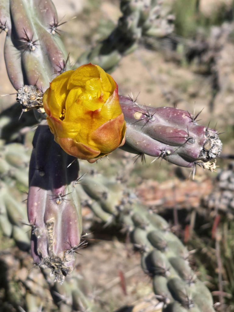 Flowering buckhorn cholla on the Picketpost Mountain Loop hike in Arizona