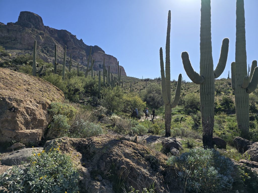 Hiking amongst saguaro cacti on the Picketpost Mountain Loop trail