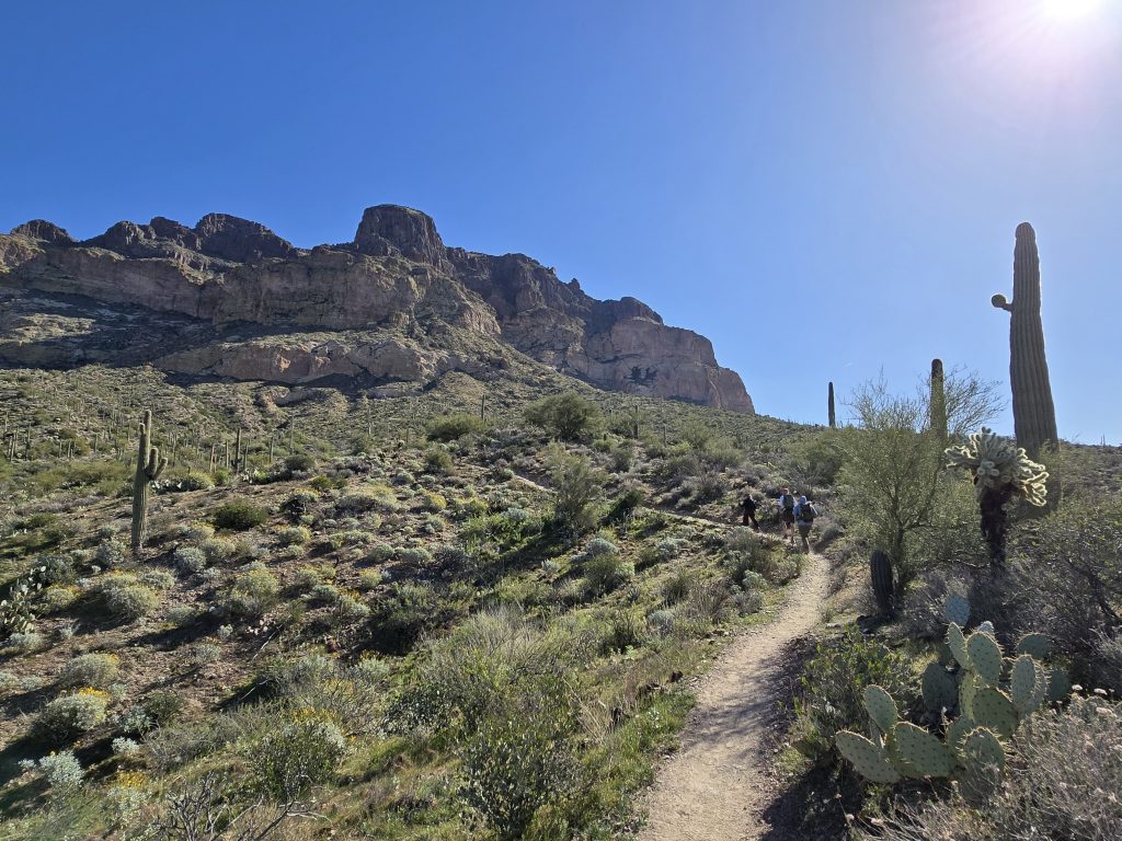 Ascending on the Picketpost Mountain Loop hike, with prickly pear cactus, teddy-bear cholla, palo verde, and saguaro cacti