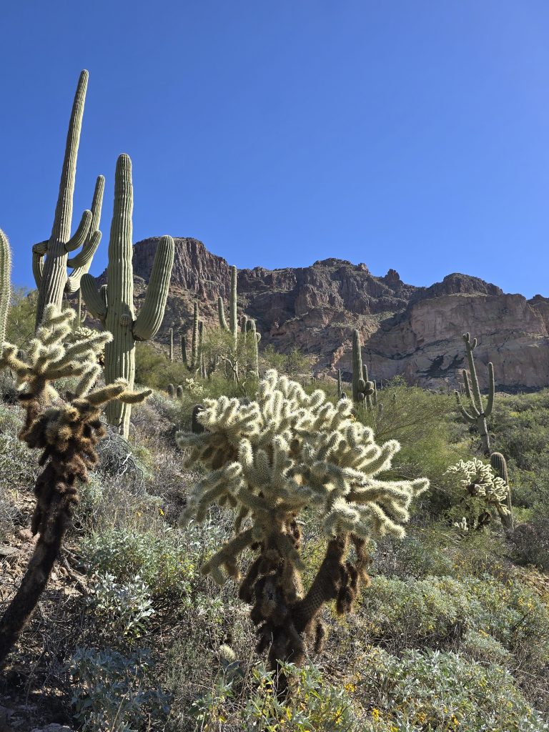 Teddy-bear cholla and saguaro along the trail for Picketpost Mountain Loop hike in Arizona