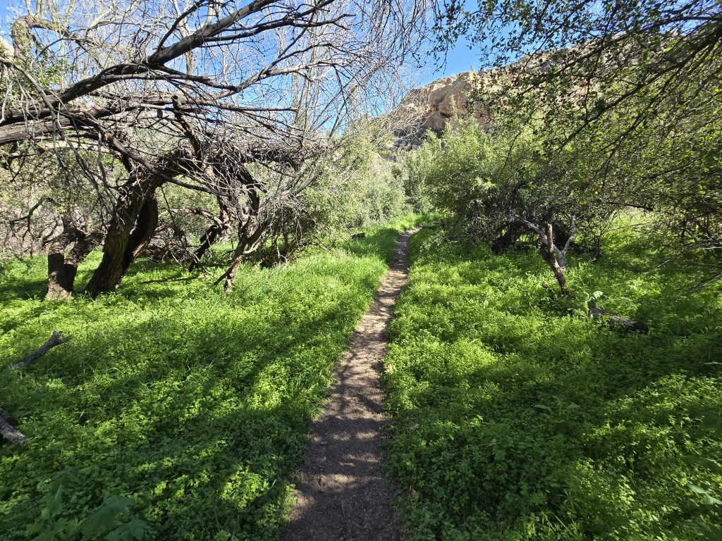 Lush, green area of Picketpost Mountain Loop hike in Arizona