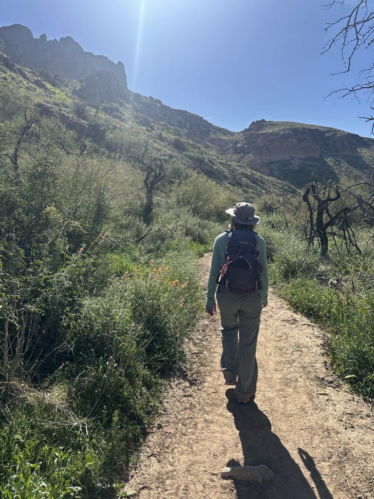 Meadows on the east side of Picketpost Mountain