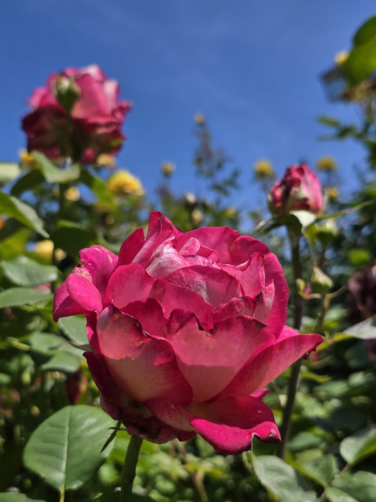 Rose bushes outside Priest Station Cafe in Big Oak Flat, CA