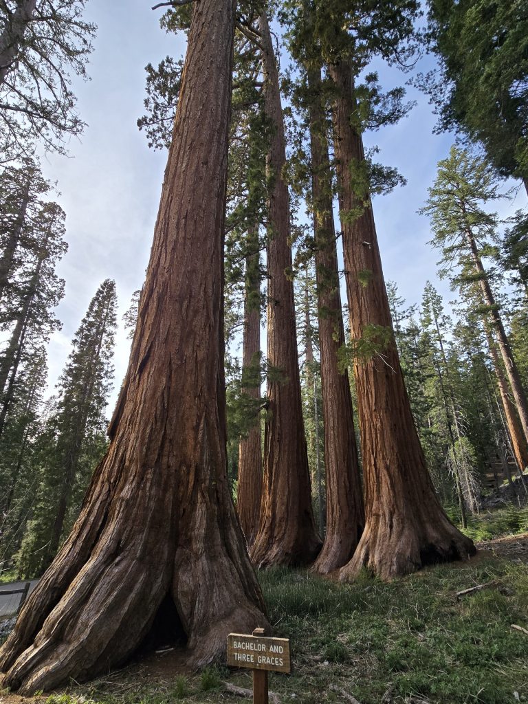 The Bachelor and Three Graces in Mariposa Grove