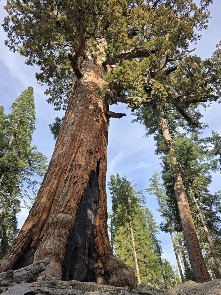 Grizzly Giant tree in Mariposa Grove of Yosemite National Park