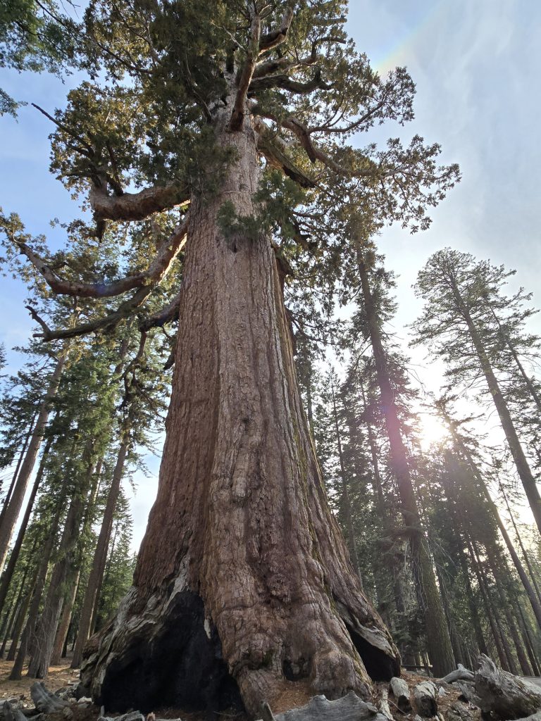 Grizzly Giant sequoia tree in Mariposa Grove of Yosemite National Park