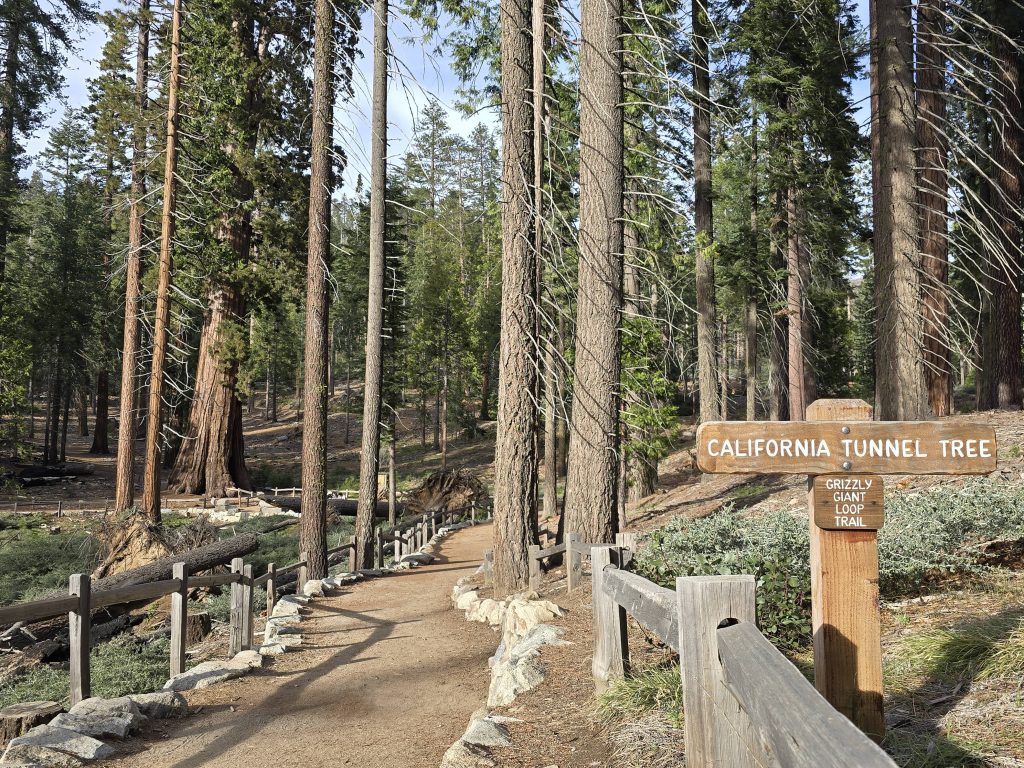 California Tunnel Tree trail sign in Mariposa Grove