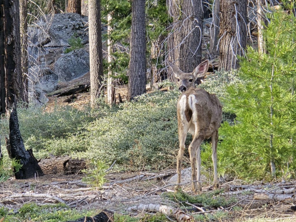 Deer in Mariposa Grove