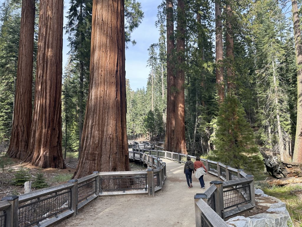 Walking on the trail to Grizzly Giant in Mariposa Grove