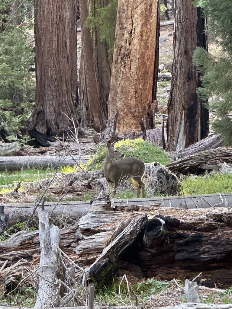 Deer along the Grizzly Giant Loop Trail.